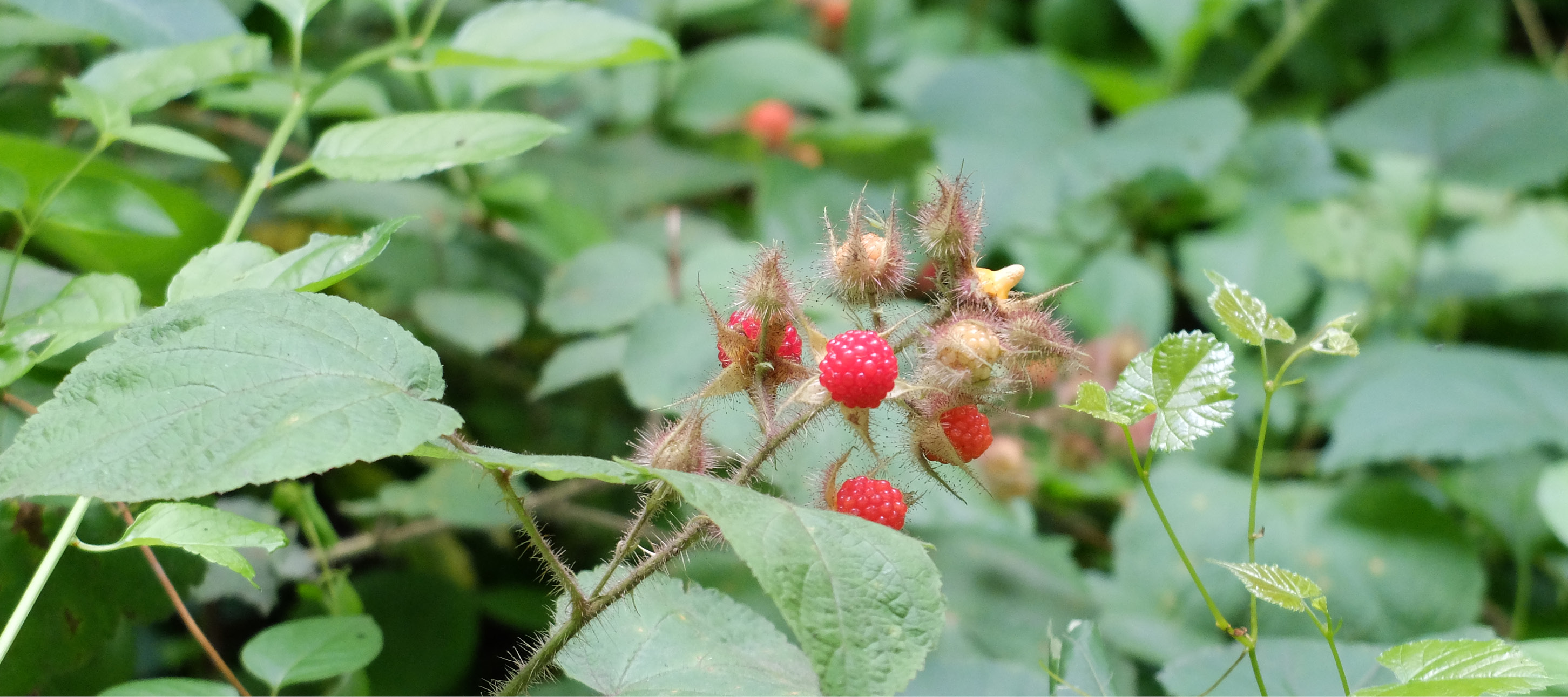 Red wineberries growing among green leaves.