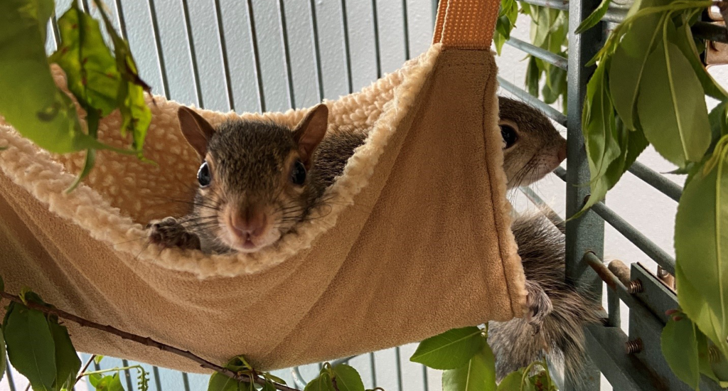 Two squirrels in a small hammock in a cage.