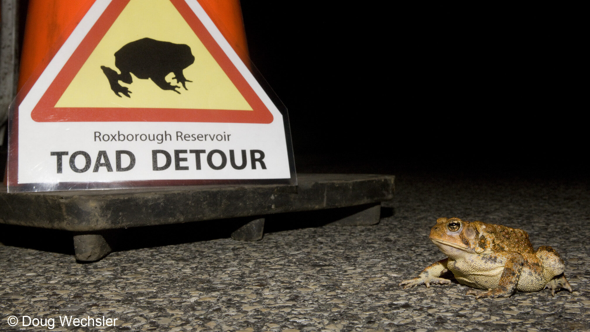 A toad on the street next to a orange cone and a triangle sign that reads Roxborough Reservoir Toad Detour.