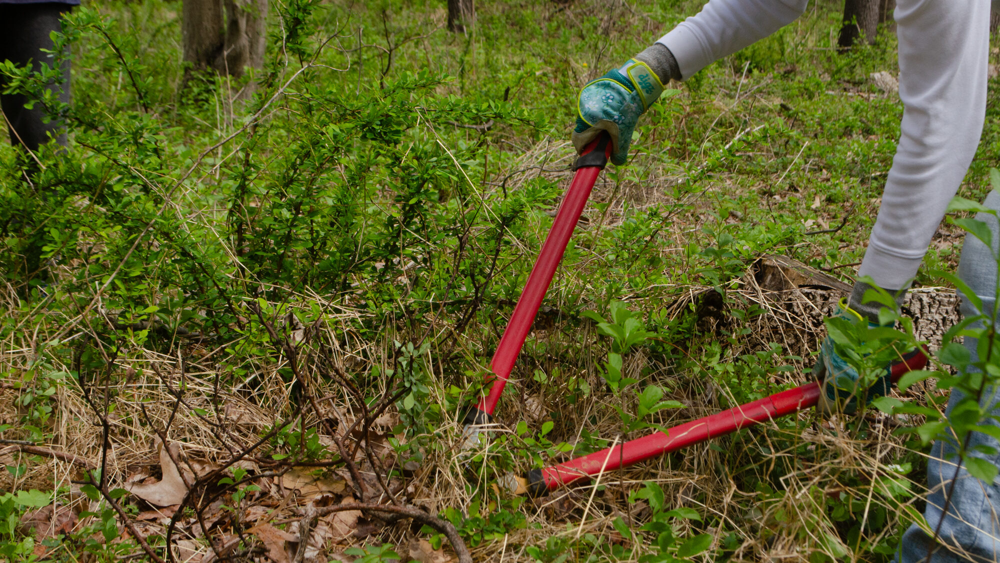 Gloved hands holding loppers chop at vines outdoors. 