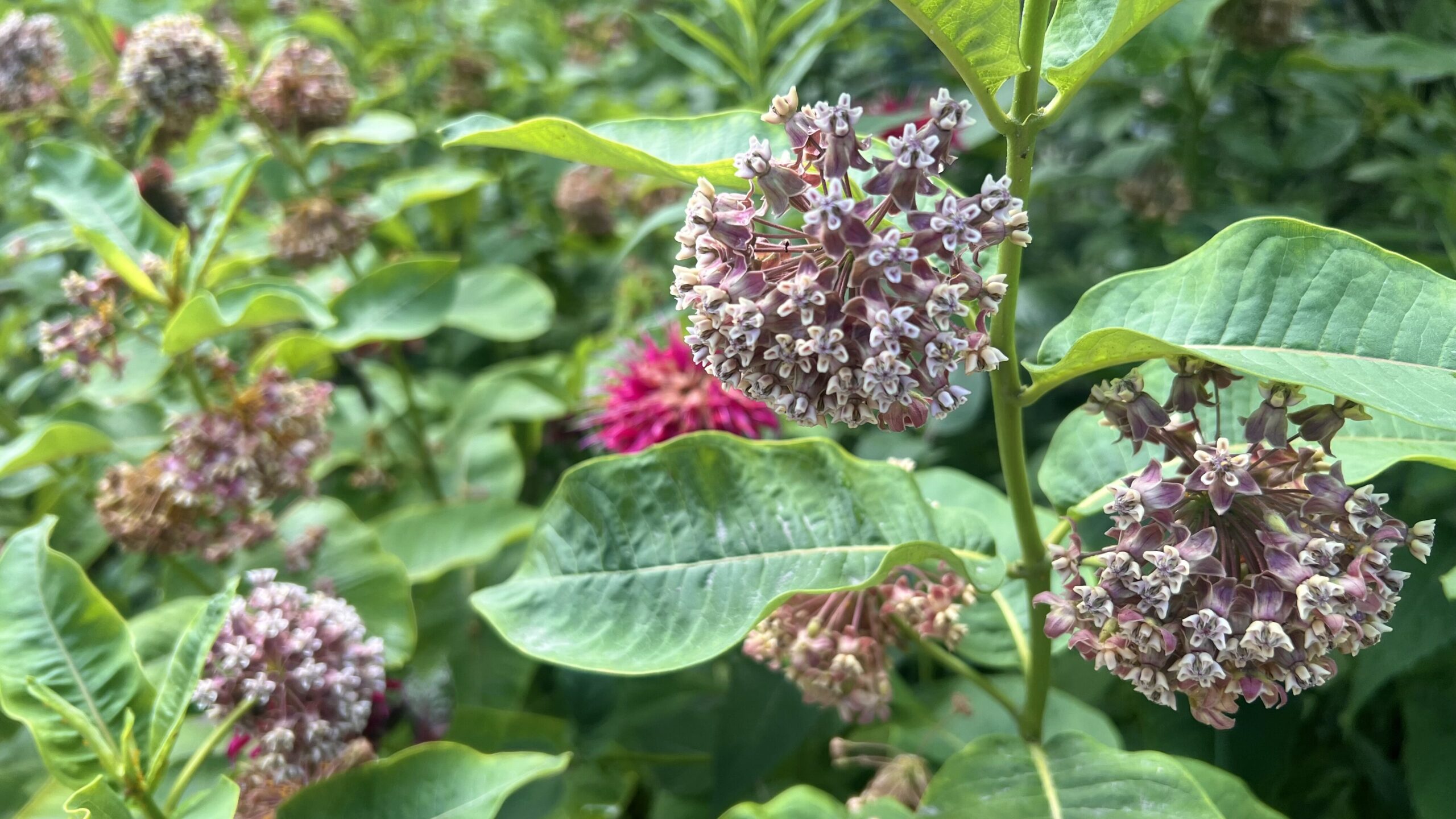 Clusters of milkweed flowers growing in a wildflower garden.