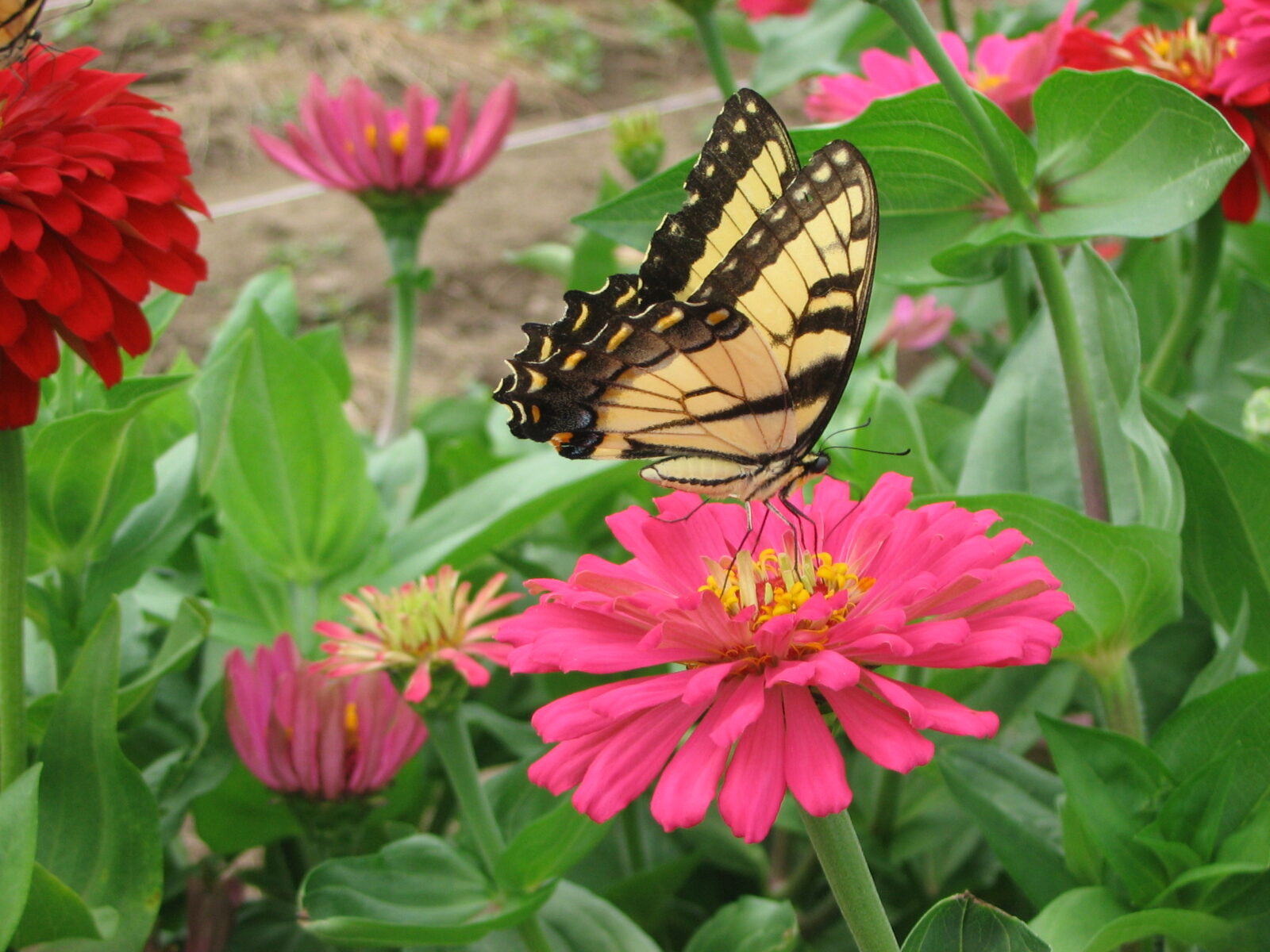 A yellow and black butterfly on a pink blossom.