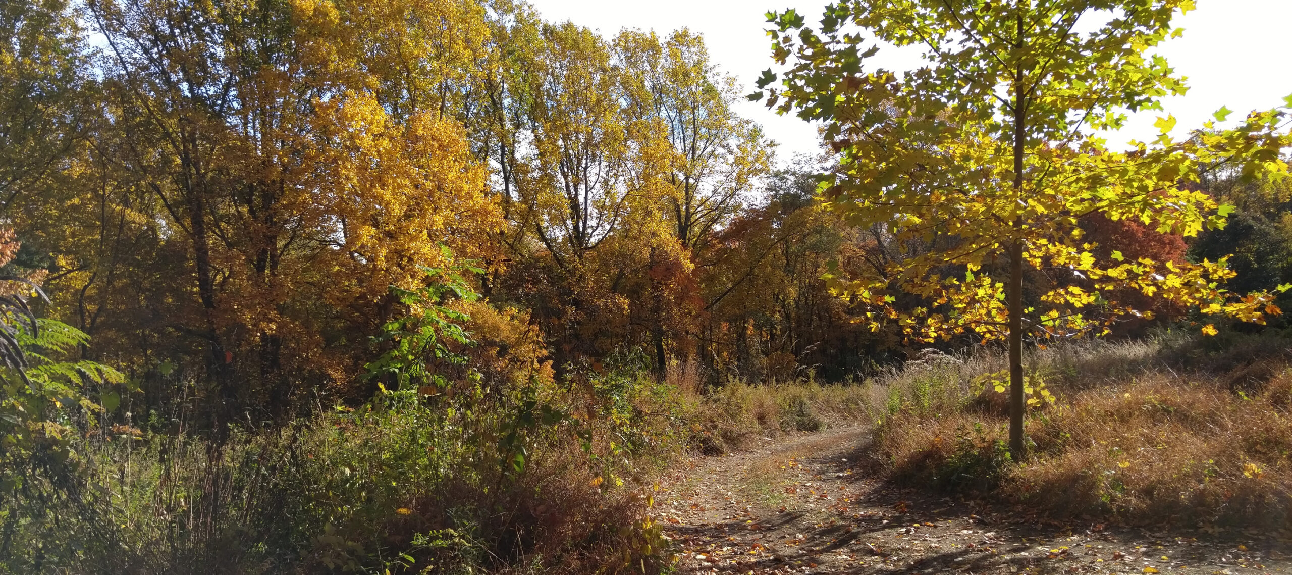 An autumn trail through a forest.