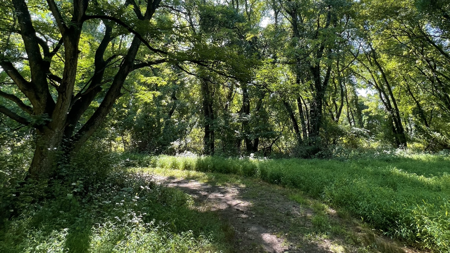 A curving trail through a green forest landscape.