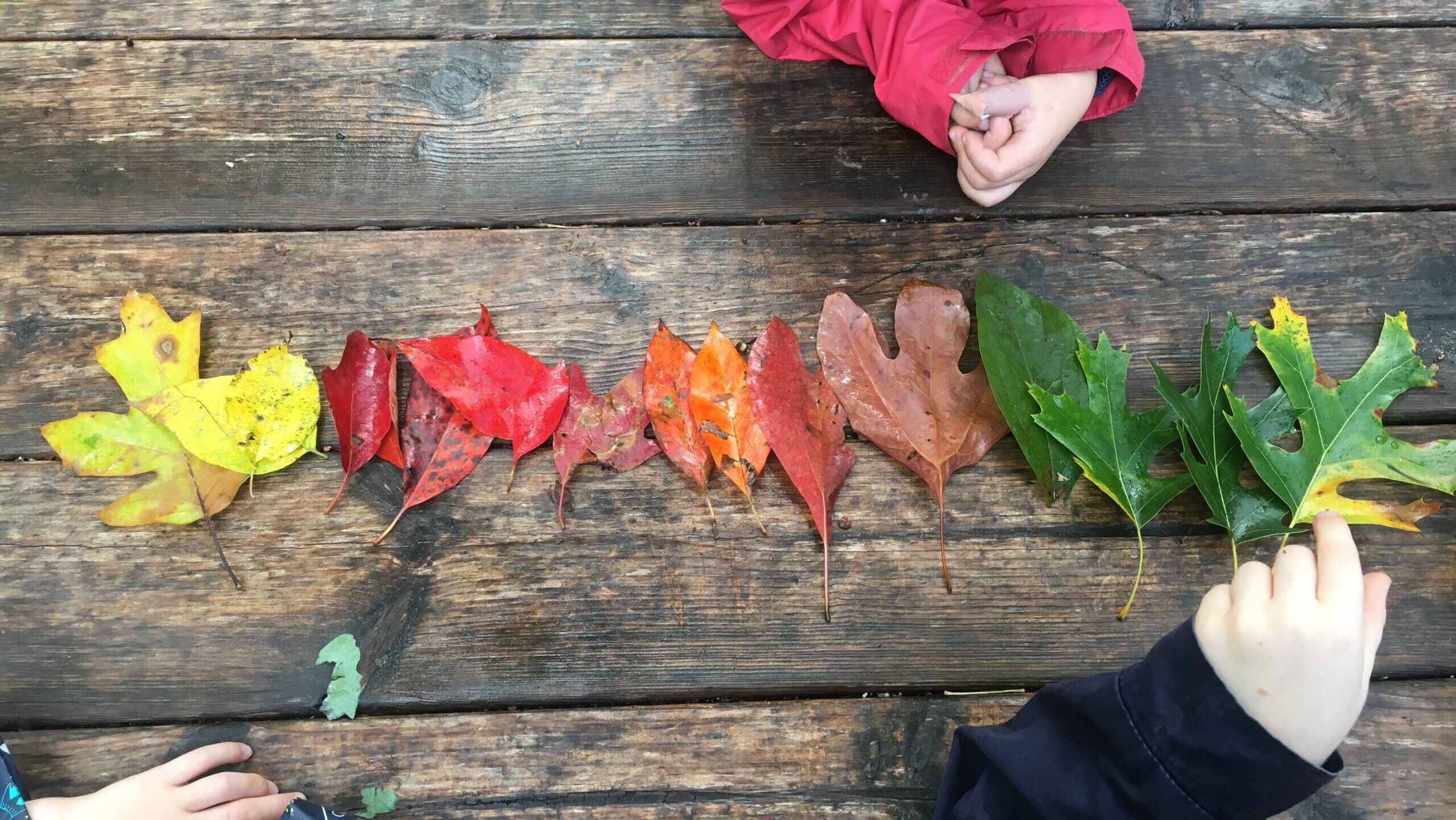 A series of autumn leaves arranged by color on a wooden background.