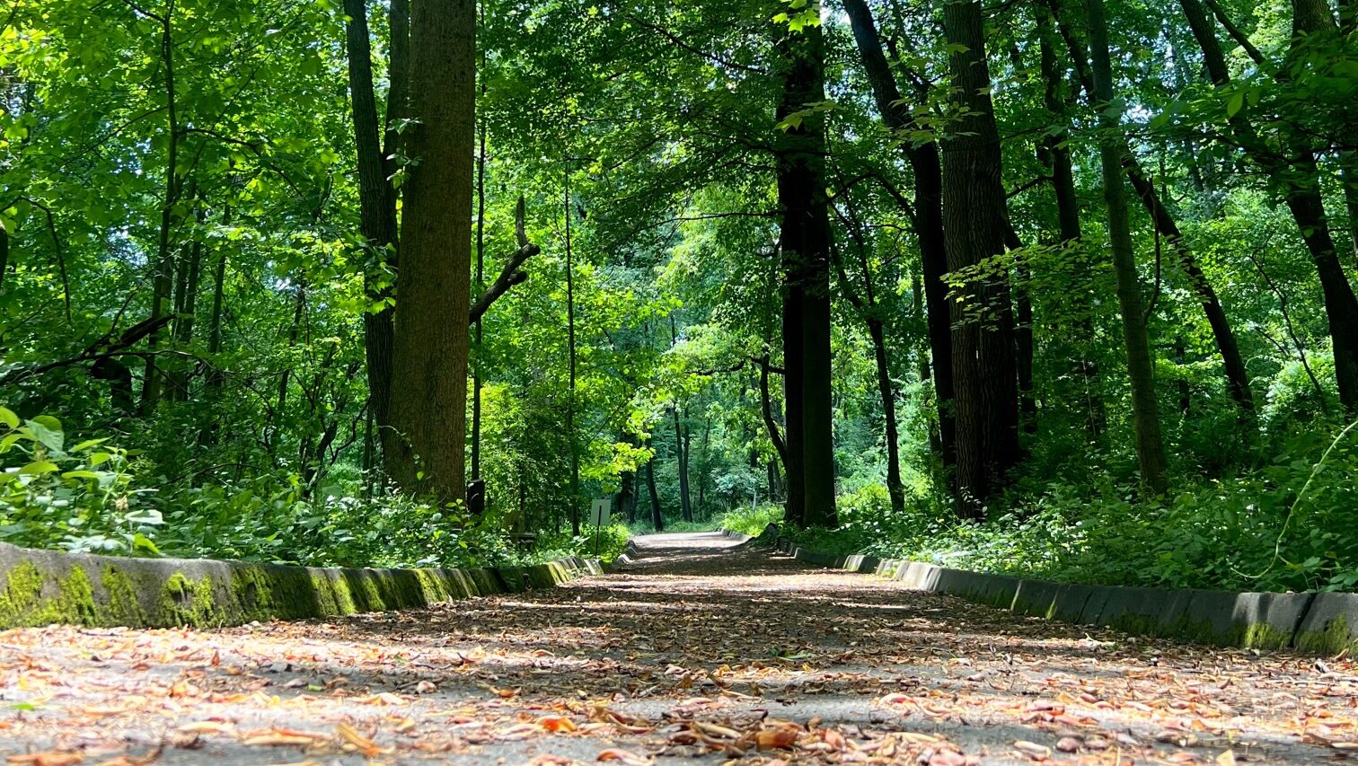 The Wagner trail, a paved flat trail through a green forest.