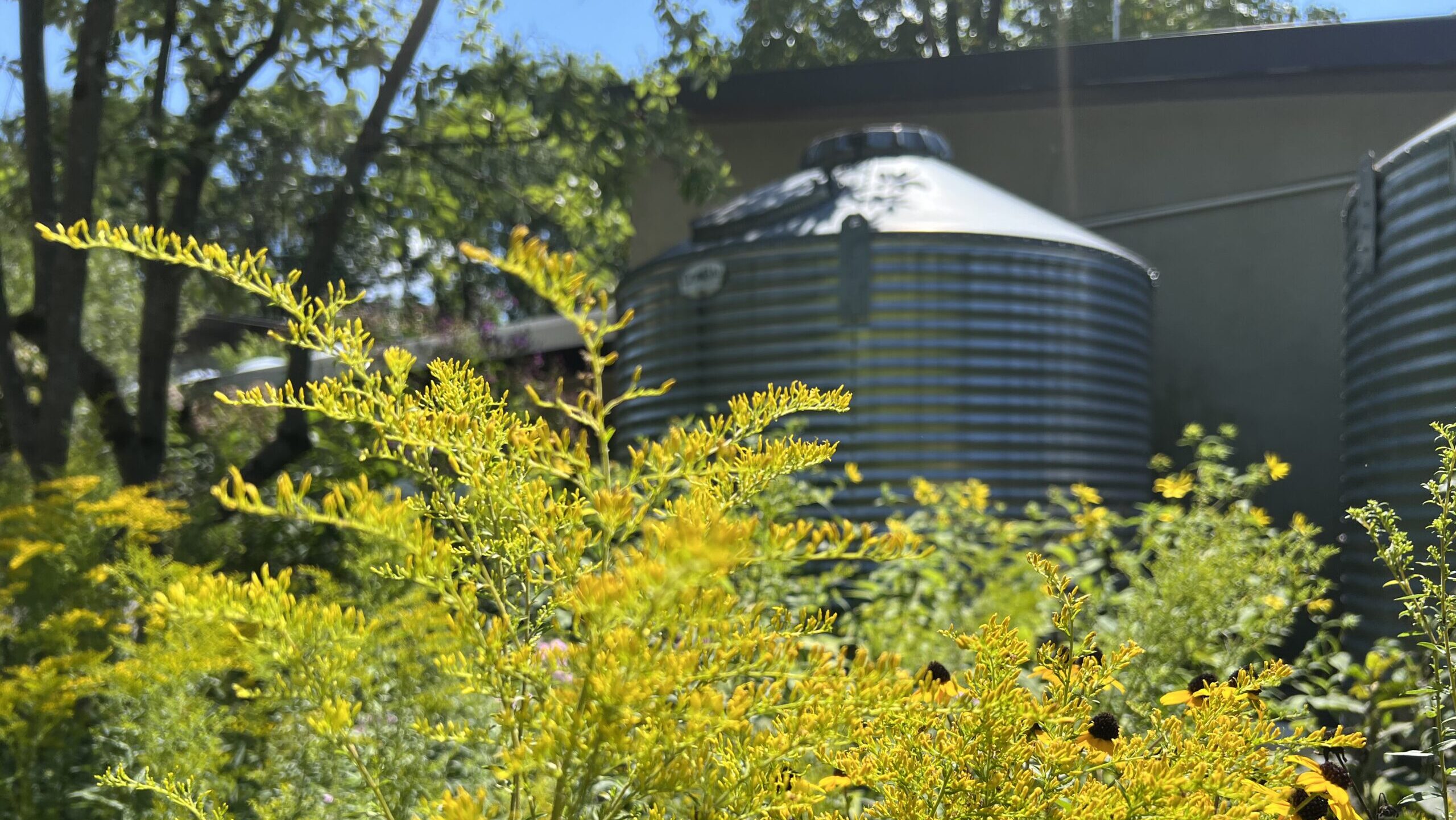 Goldenrod blooming in the front garden at the Schuylkill Center.