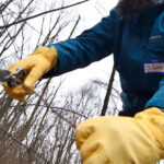 A man in winter clothes cuts a vine with a hand tool.