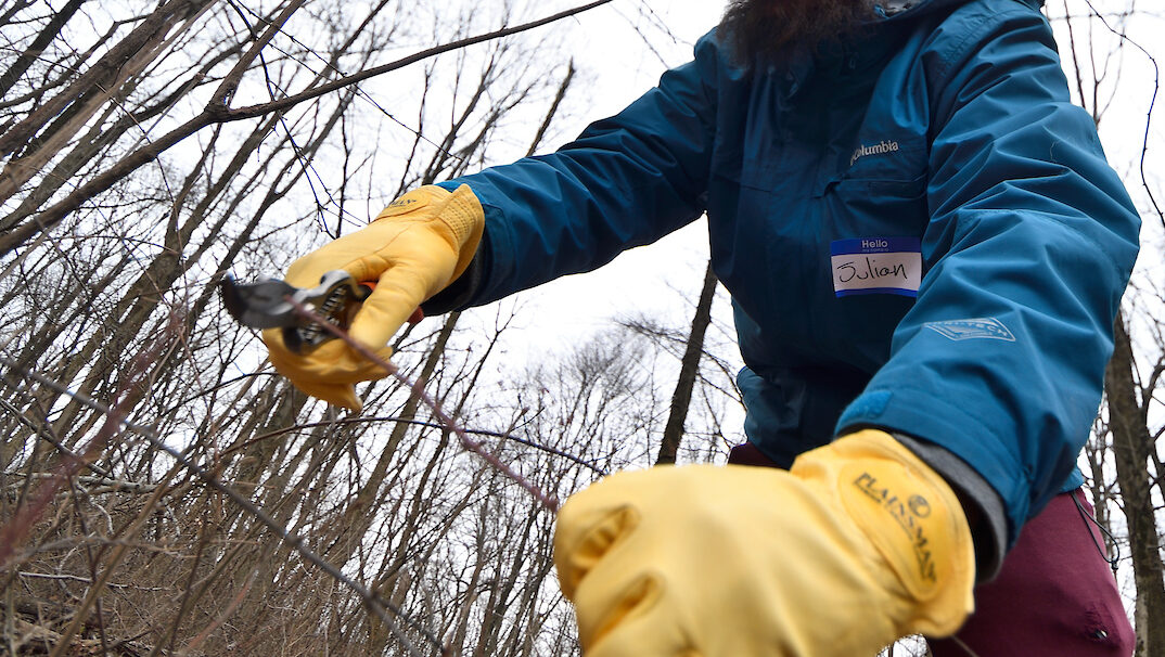 A man in winter clothes cuts a vine with a hand tool.