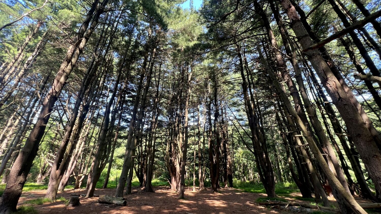 Inside a grove of tall pine trees on a sunny day.