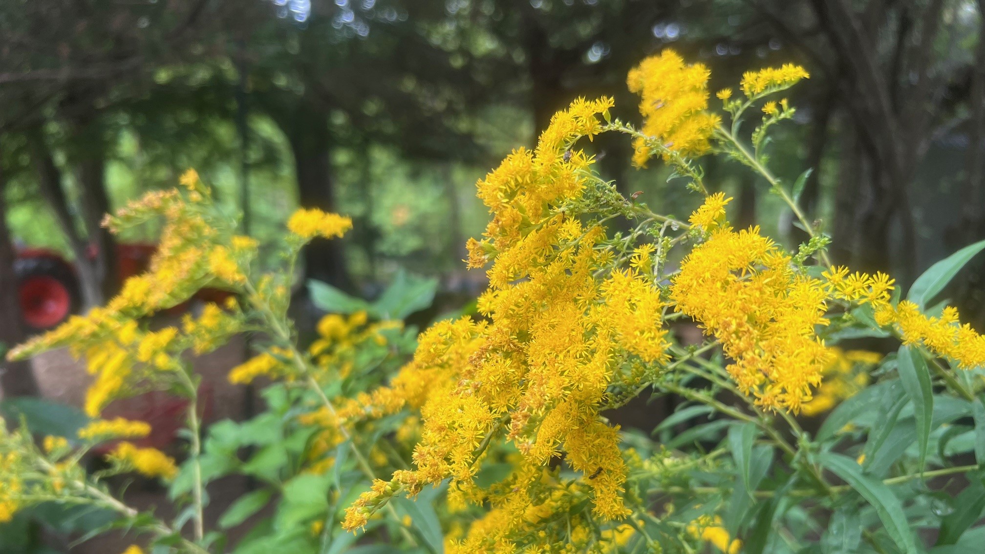 Goldenrod flowers blooming in the courtyard of the Visitor Center.