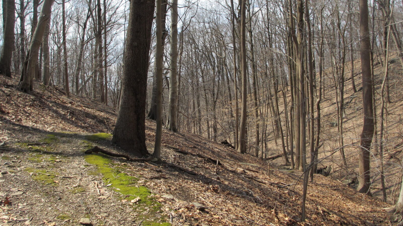 A trail through a winter forest with bare trees.