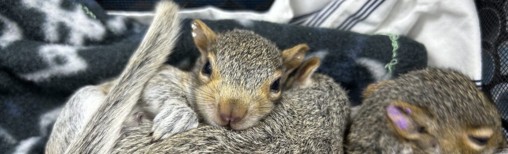 Baby squirrels in a pile.