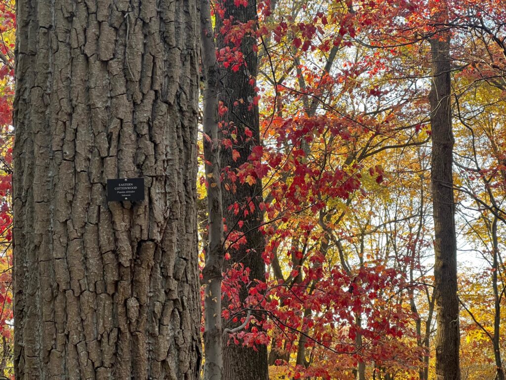 Labeled Eastern Cottonwood tree in an autumn forest.