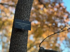 Labeled Eastern Persimmon tree in an autumn forest.