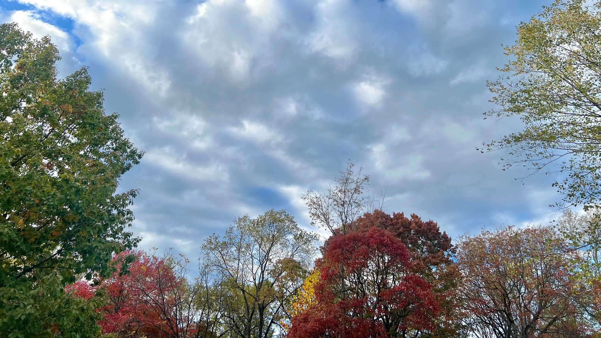 Colorful autumn treetops next to a cloudy blue sky.