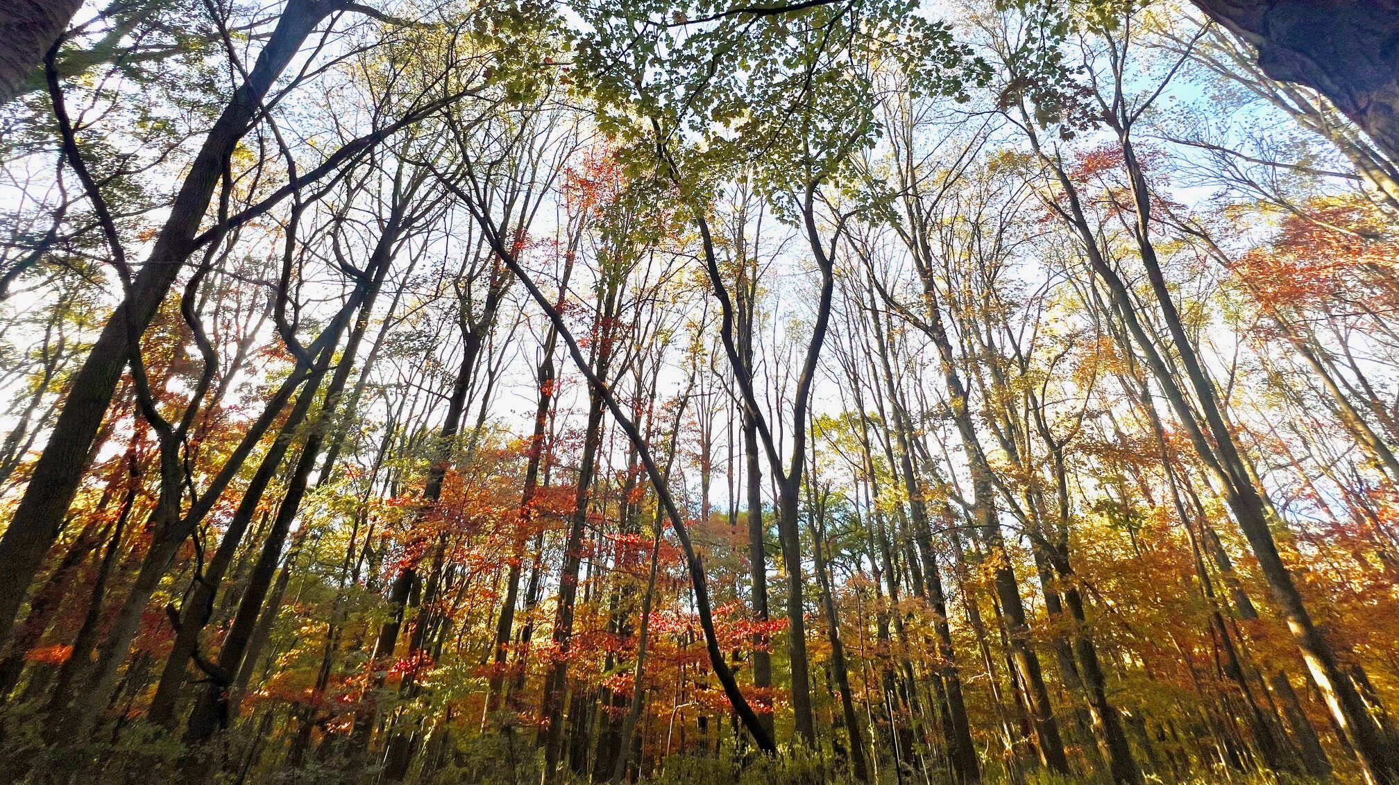 The forest in shades of green, orange and yellow during the autumn at the Schuylkill Center