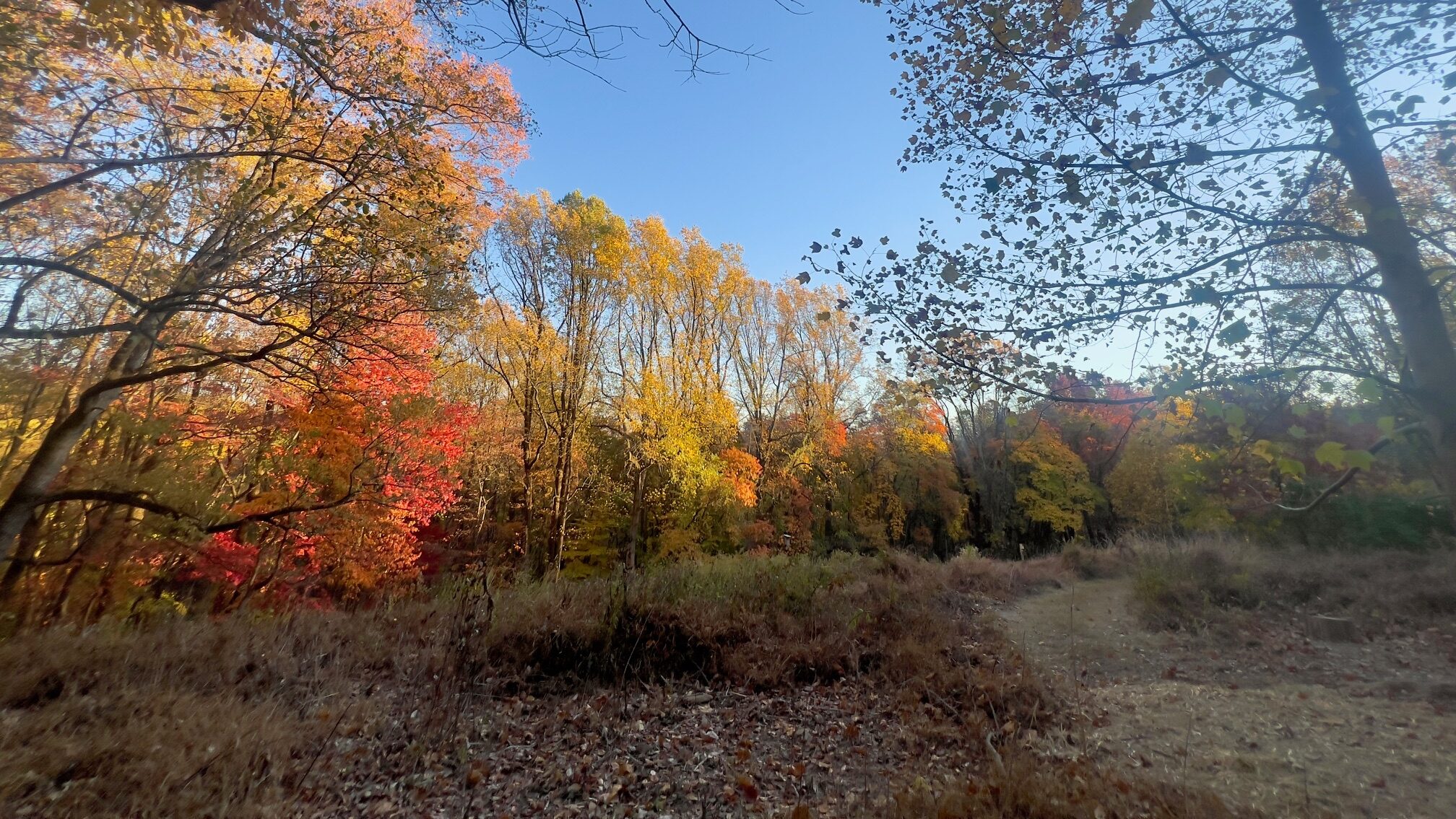 A trail through a meadow leads to a forest with bright fall colors.