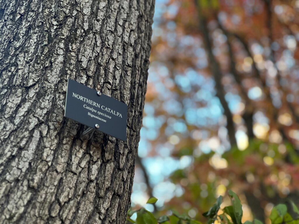 Labeled Northern Catalpa tree in an autumn forest. 