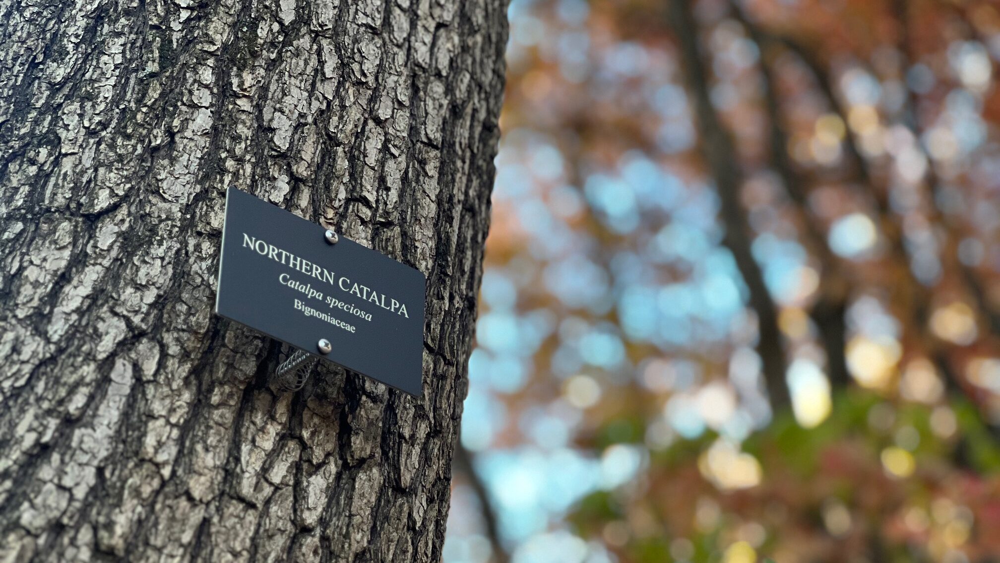 Labeled Northern Catalpa tree in an autumn forest.