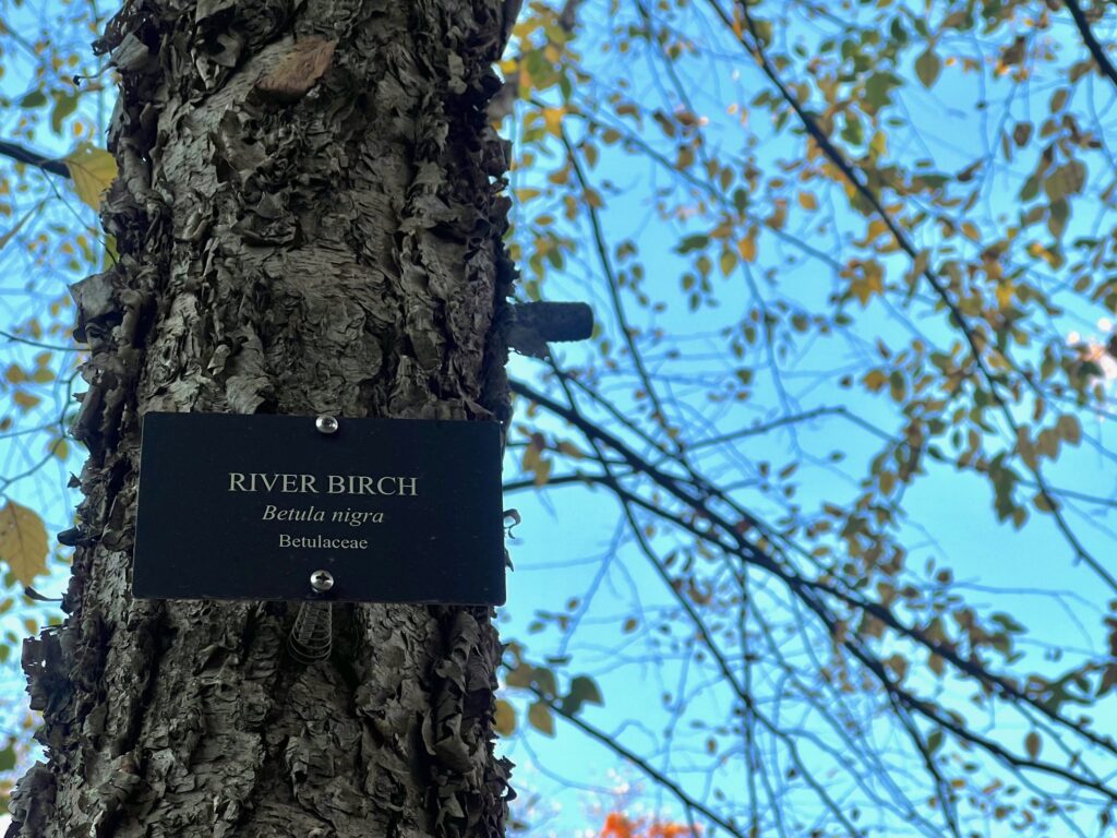 Labeled Riverbirch tree