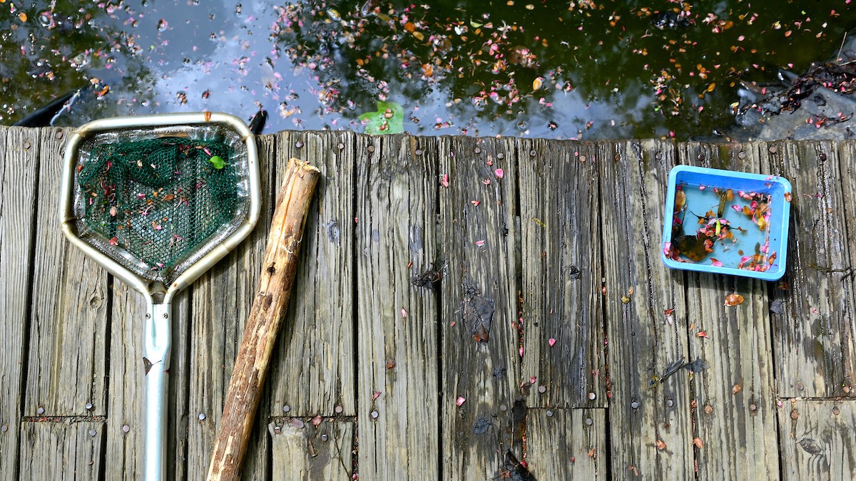 A net, stick, and plastic bin rest on a wooden boardwalk next to a pond.