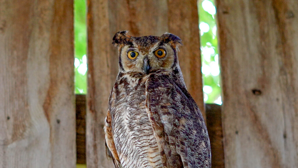 An owl with its face turned toward the camera with bright yellow eyes in a wooden enclosure. 