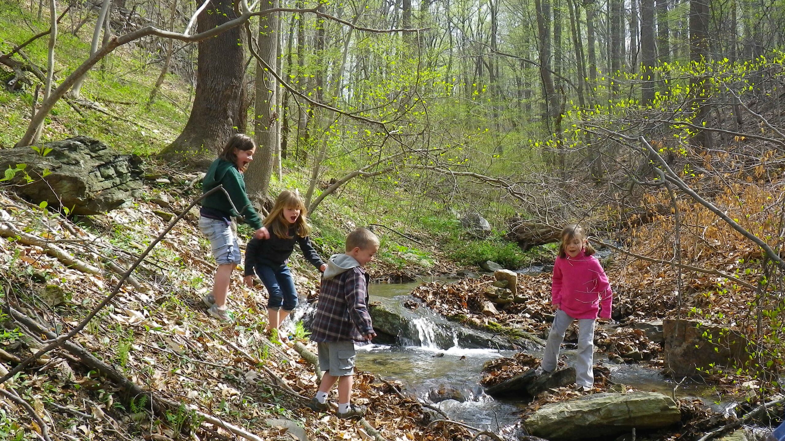 Four children play around a small stream in a spring woodland setting.