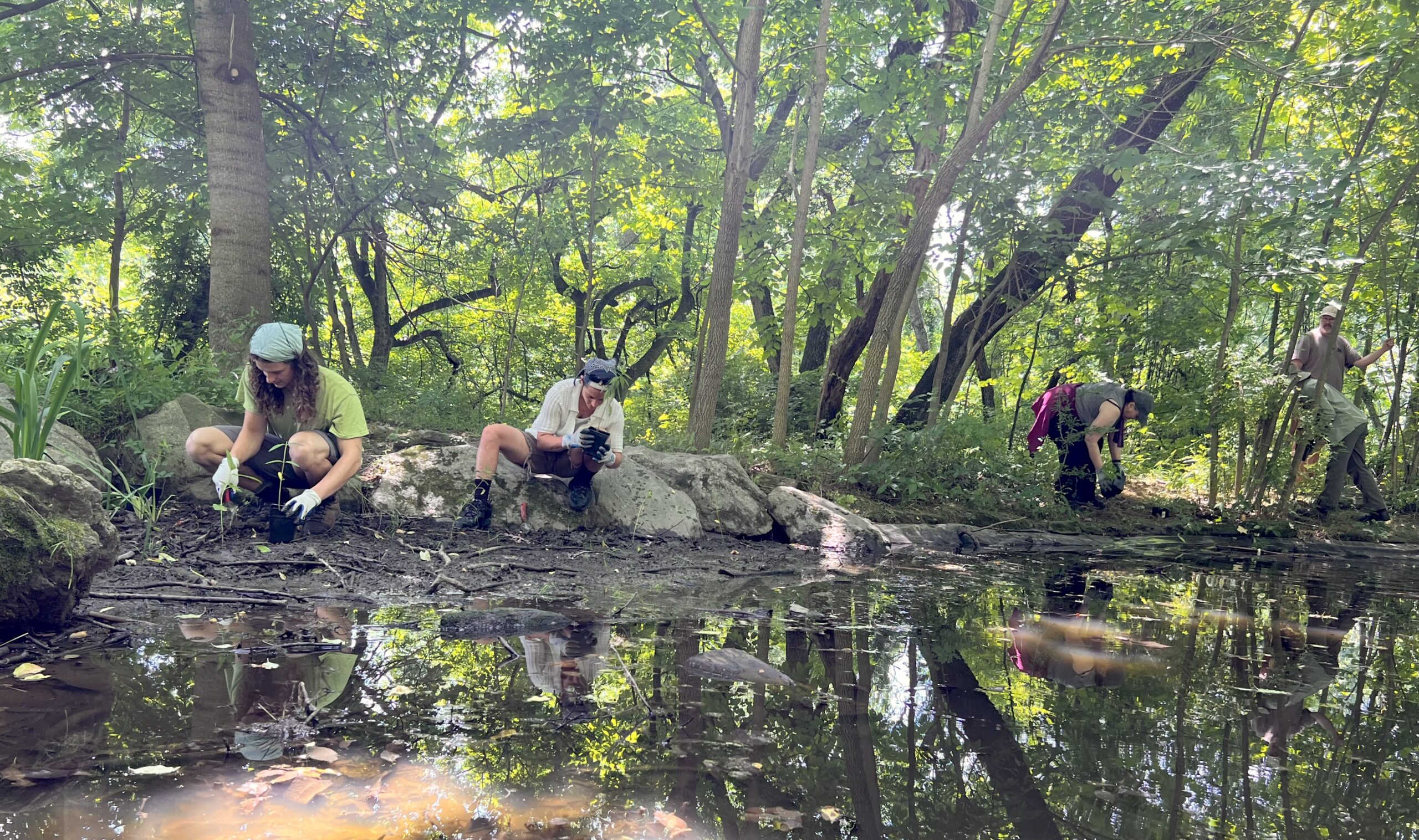 A group of people wearing gloves plant sprouts next to a pond in a forest.