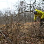 A person in a yellow coat uses loppers to clip vines on a winter day.