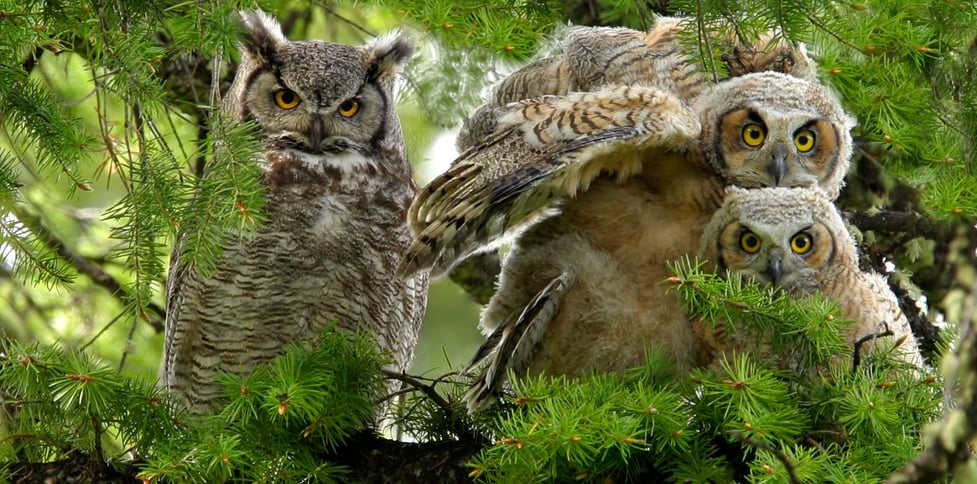 Three brown owls peer through the branches of green trees.