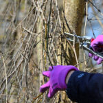 A volunteer clips vines around a tree.