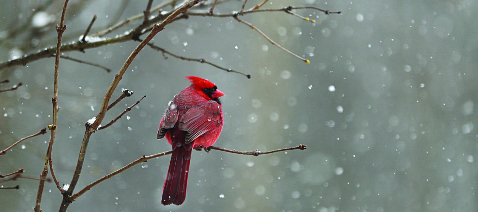 A bright red cardinal sits on a thin branch while snow falls.