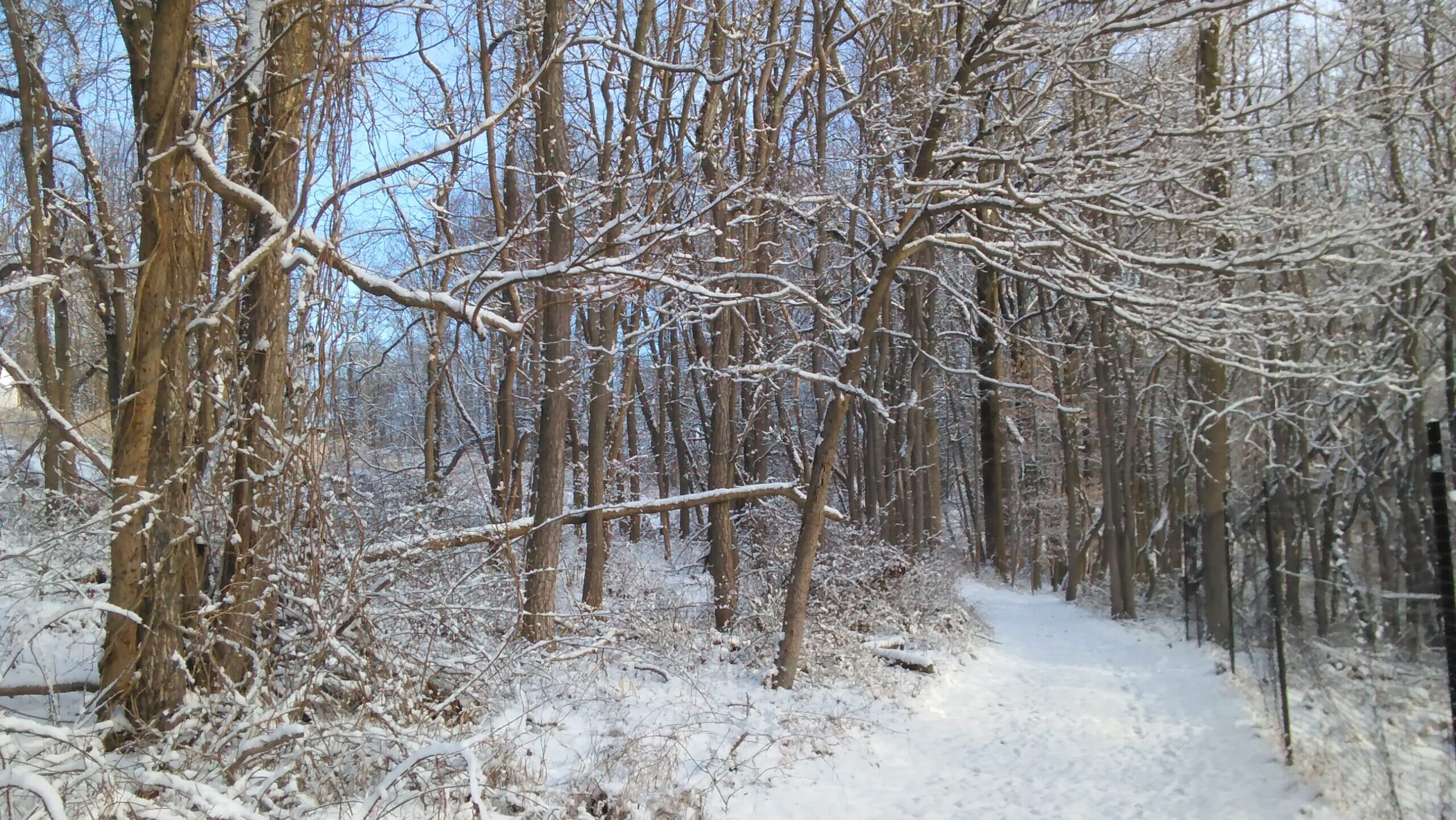 A snow covered forest landscape with tall trees.