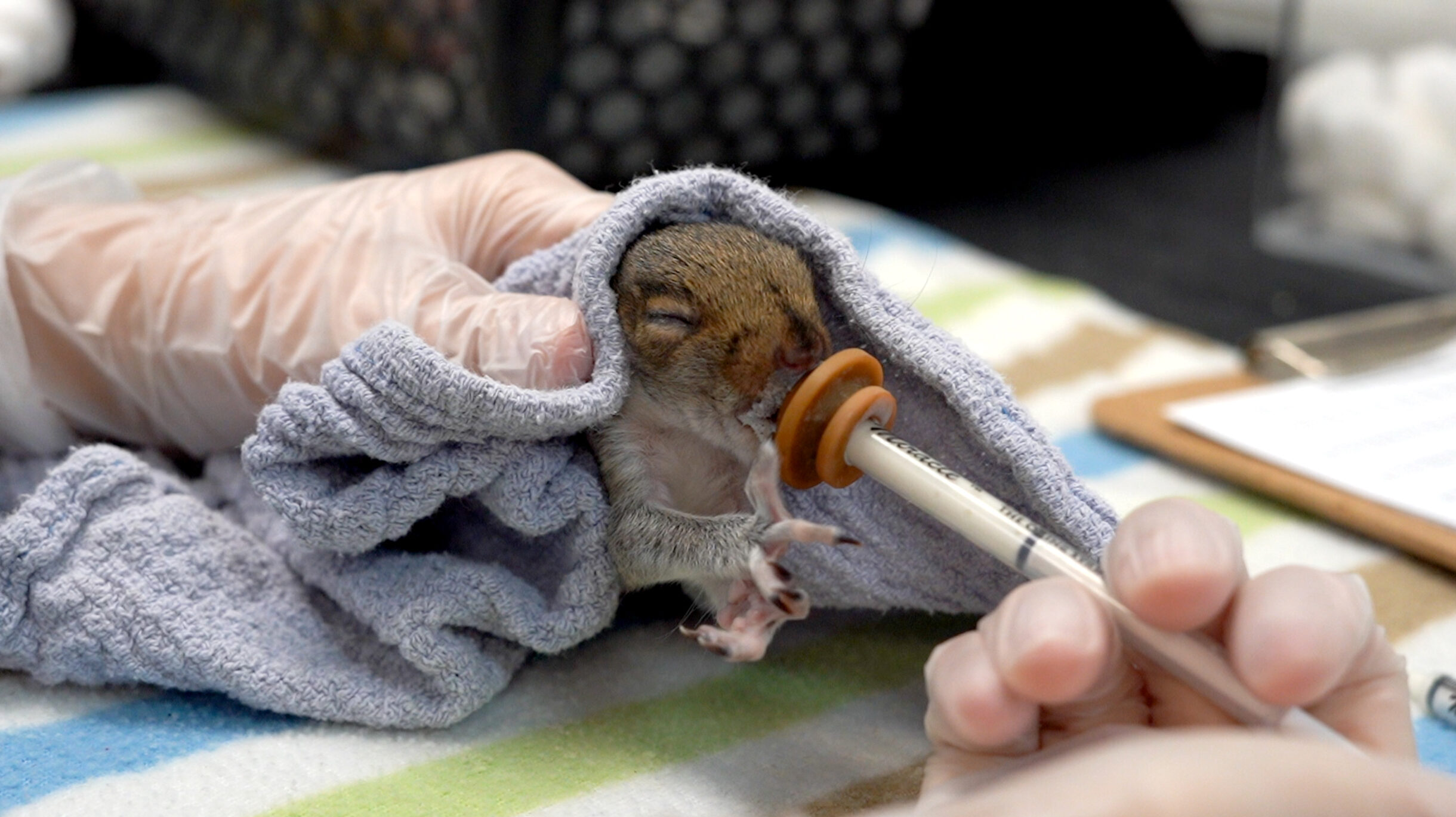 A baby squirrel is fed via a syringe with gloved hands.