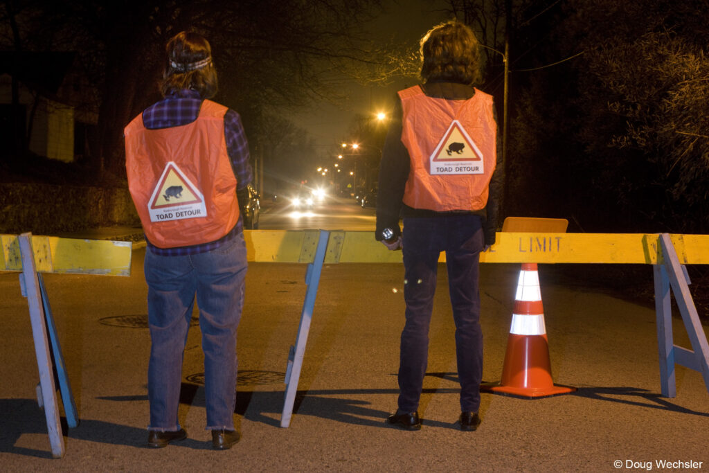 Two Toad Detour volunteers wearing orange vests standing behind blue and yellow barricades on a road at night. 