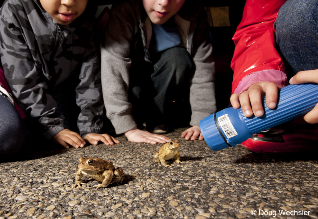 Three children observe two toads at night on a paved surface.