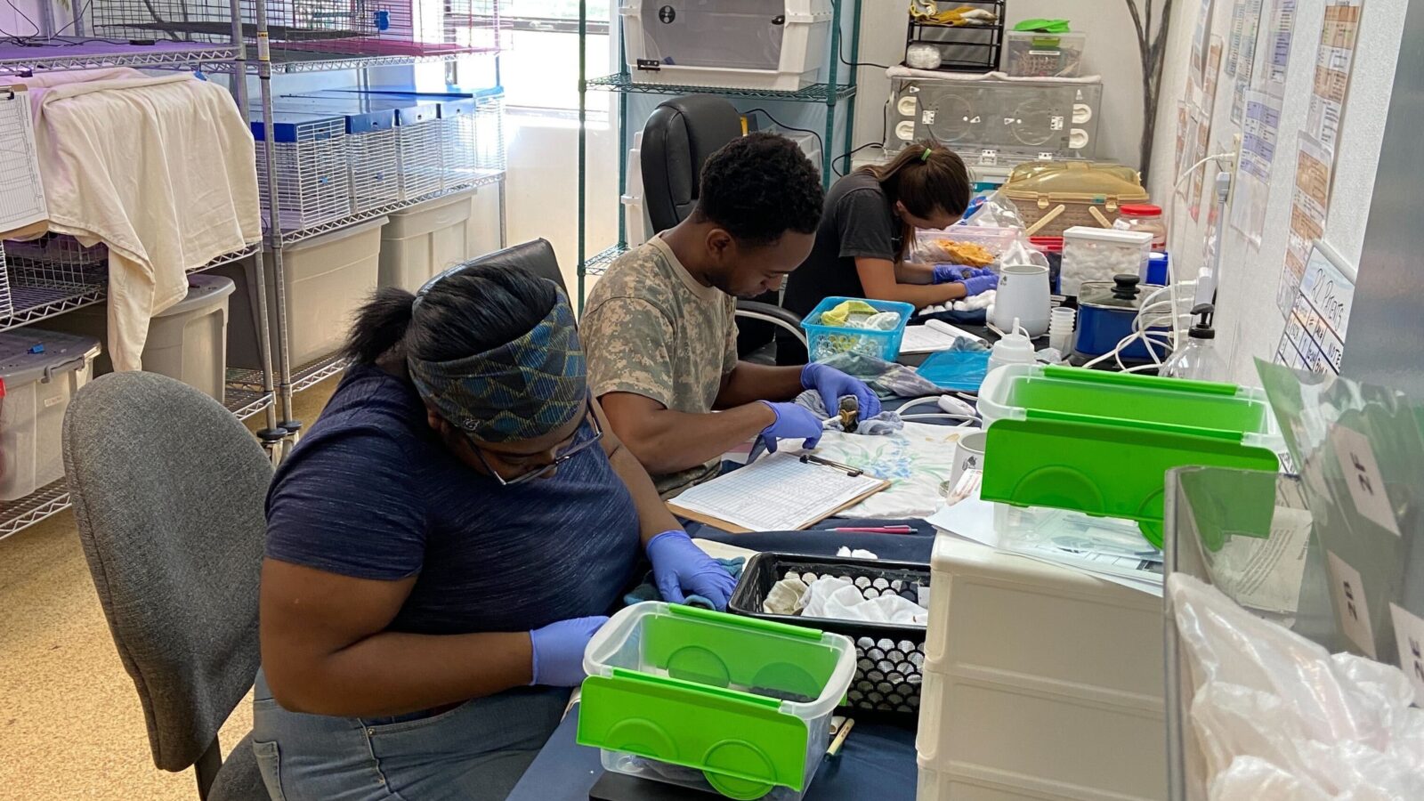 Three volunteers wearing gloves feed baby squirrels at the Wildlife Clinic