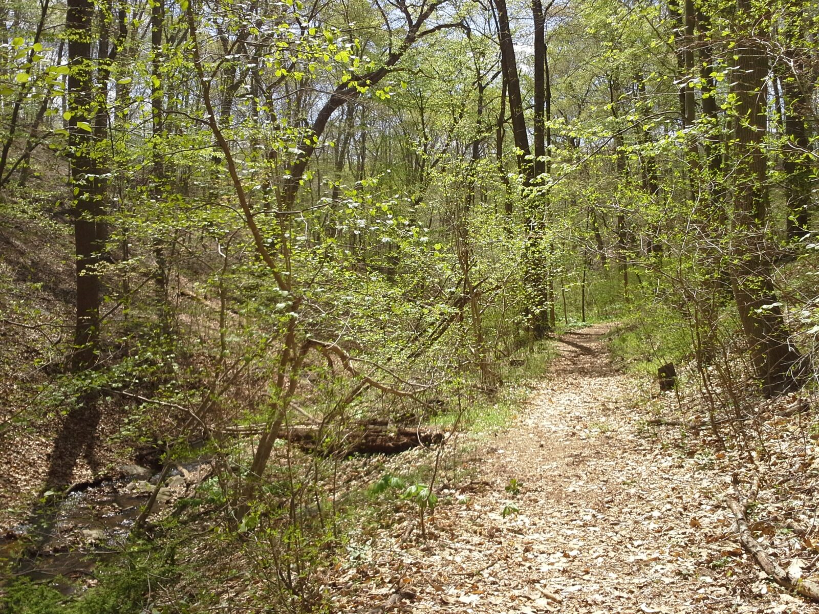 A trail through an early spring forest where the leaves are just beginning to turn green.