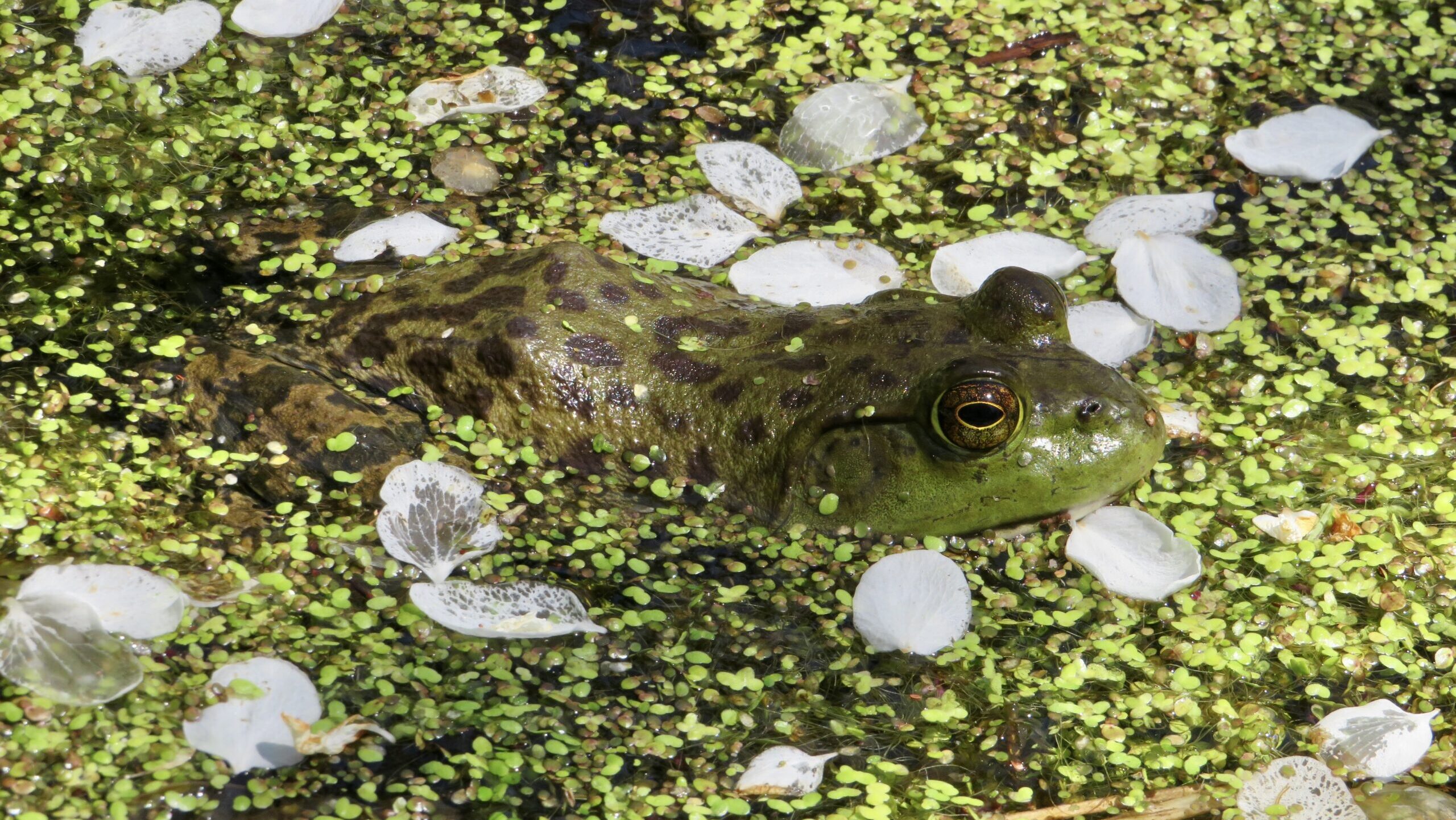 A bullfrog's head pokes out of the water surrounded by duckweed and flower petals.