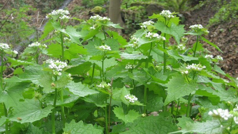 A group of garlic mustard plants topped with small white flowers growing outside.